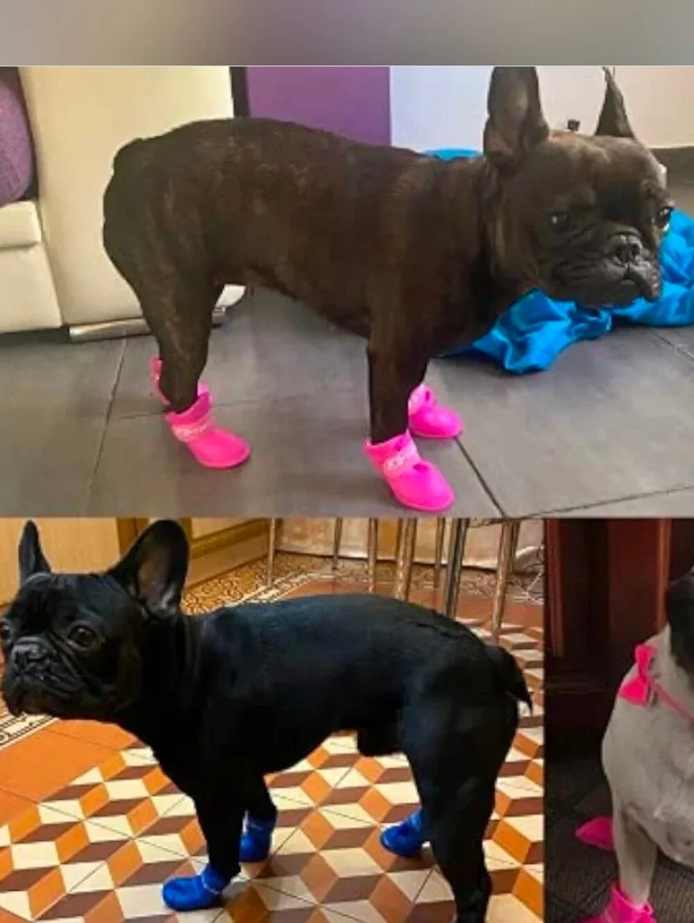📣 Dog 🐕 Rain ☔ Snow ❄ Rubber Size Large Boots & Glow in the Dark Cactus Toy 🌵